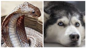 馬來西亞,狗,哈士奇,眼鏡蛇,毒蛇（圖／翻攝自Pixabay）