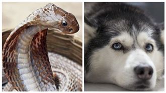 眼鏡蛇衝家門　哈士奇肉身護主中毒亡