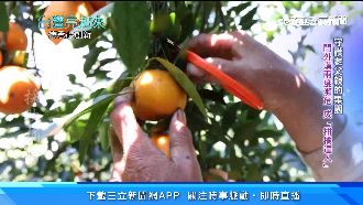 為守護父親果園　他從平凡果農變達人