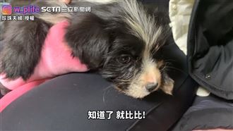 狗滿6個月會被宰殺　夫婦曝領養過程