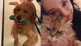 舒淇非常歡貓咪，日前才救了一隻貓咪，現在又救了一隻狗狗。（圖／翻攝自舒淇IG）