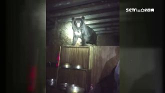 台灣黑熊現身！山友驚喜近距離拍攝