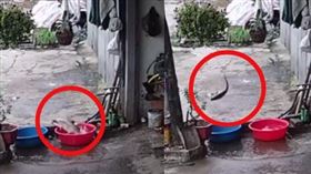 魚被抓後為了活命，下一秒竟奮力跳出水盆。（圖／翻攝自RajendraKadam推特） 