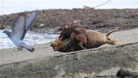 海豹,惡犬,咬傷,日光浴,曬太陽,安樂死