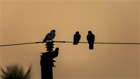鳥類,電線杆。（示意圖／翻攝自pixabay）