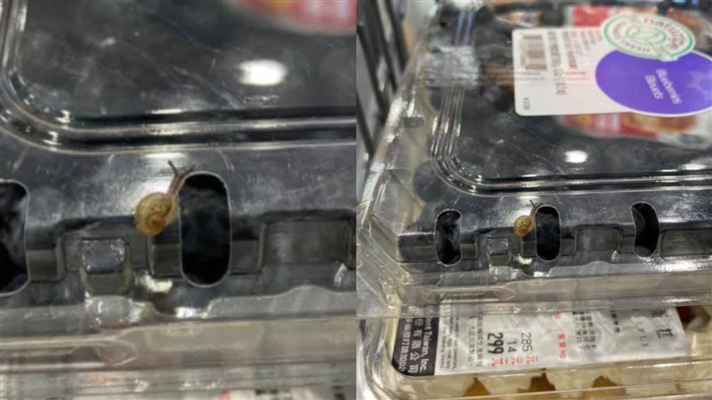 好市多進口藍莓驚見蝸牛！業者回應了