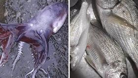 七隻腳章魚，船硝，水孔硝，有毒