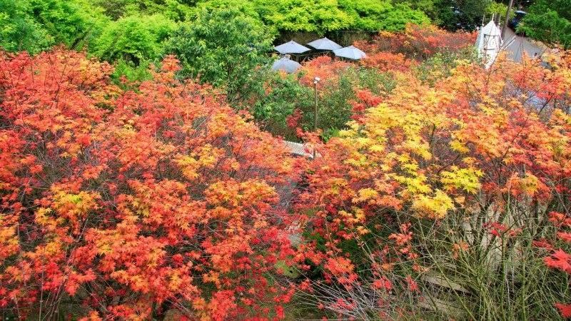 春天也能賞楓？北部最美楓紅季曝光