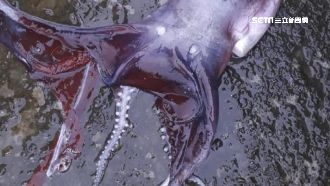 7腳章魚是「船蛸」有毒？研究員解密