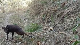 林管處六龜工作站查緝違法山豬吊屏東林管處六龜工作站近來於淺山區接連查獲違法架設山豬吊等誘捕動物陷阱，協助山羊、獼猴脫困，籲民眾勿違法架設，以免被罰。（屏東林管處提供）中央社記者王淑芬傳真  110年3月25日