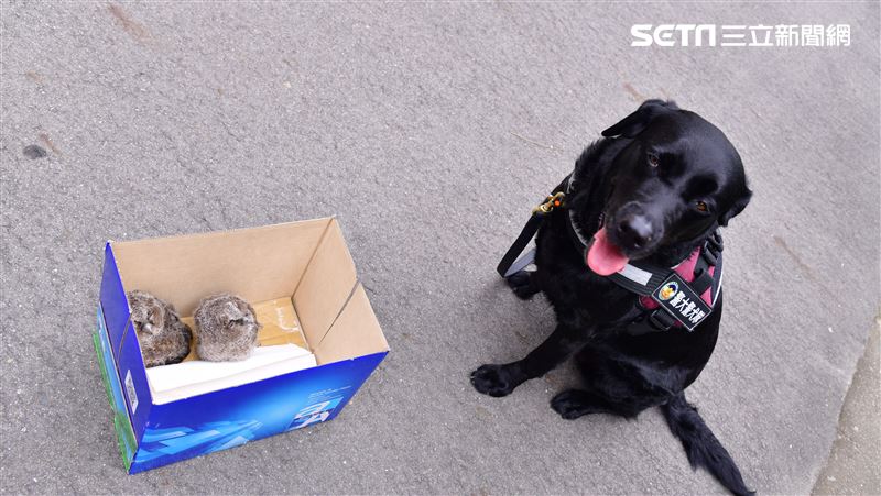 警大黑拉拉狂吠　角落找到貓頭鷹寶寶