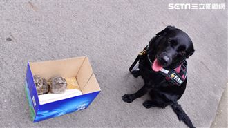 警大黑拉拉狂吠　角落找到貓頭鷹寶寶