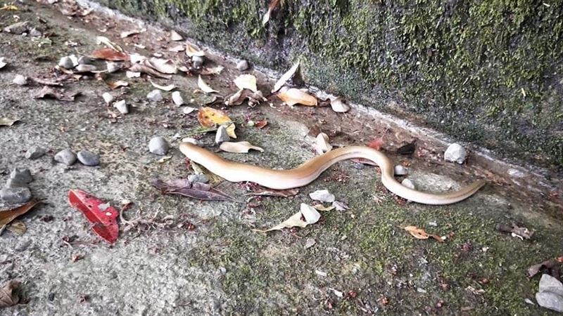 他登山遇「怪蛇」　網驚呼：人品爆發