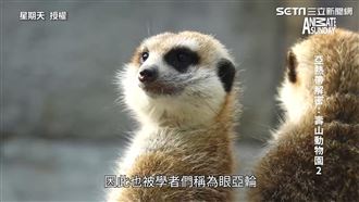 聽到懷疑人生！他幹話配音動物行為