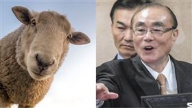 綿羊、馮世寬（組合圖／翻攝自PIXABAY、資料照）