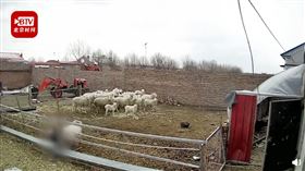 中國內蒙古男童被羊攻擊（圖／翻攝自時間視頻）