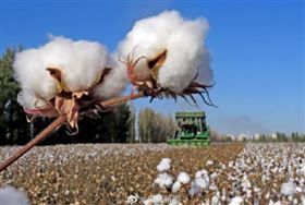 H&M,新疆棉,抵制,新疆棉花,央視,荒謬（圖／翻攝自央視新聞微博）