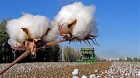 H&M,新疆棉,抵制,新疆棉花,央視,荒謬（圖／翻攝自央視新聞微博）