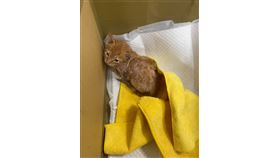 愛貓人,貓奴,黏鼠板