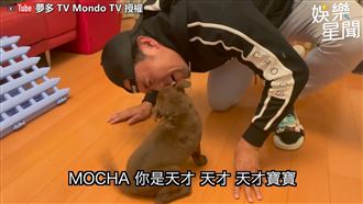 夢多訓練領養狗　天才毛孩技能全學會