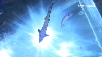 全台水情拉警報　水族業者抗旱有對策