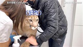 ▲梅西淡定面對抽血與打針。（圖／I_am_puma YouTube授權）