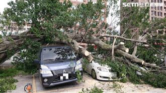 停車場路樹倒塌壓爛3車　驚悚畫面曝