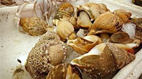 海螺（圖／翻攝自ＰＩＸＡＢＡＹ