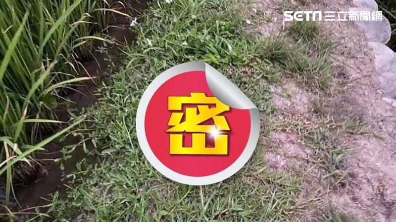 稻田出現「藍色神秘蛋」農：又是棄嬰