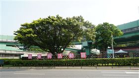 葫東狗活動區啟用（2）台北市士林區葫東狗活動區27日啟用，占地約545平方公尺，鄰近重陽大橋、百齡橋。中央社記者劉建邦攝  110年3月27日