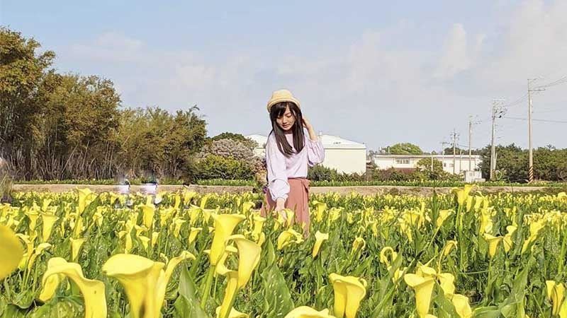 台中金黃花海盛開！不輸陽明山的絕景