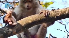 圖／翻攝自海客新聞