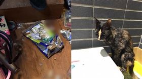 貓屍,屍塊,分食,房客,房東,台南