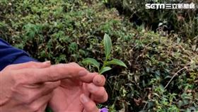 雲林古坑樟湖村茶葉，乾枯，無春茶可採