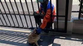  巴哥犬Kaijeaw期待郵差上門，只為等最暖心的摸摸。（圖／翻攝自Kaijeaw Thestories臉書） 