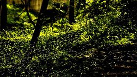 螢火蟲，東勢林場（圖／翻攝畫面）