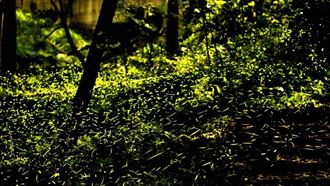 台中秘境／火金姑季登場閃爍點亮黑夜