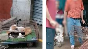 蝙蝠吃不夠？中國驚見「殺貓一條街」　貓頭直接丟路邊（圖／翻攝自漩渦視頻微博）