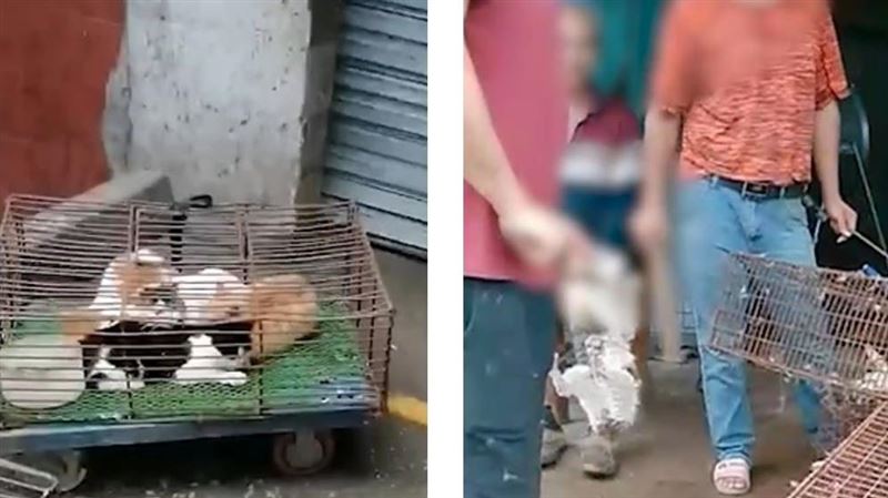 貓頭直接丟路邊　中國驚見殺貓一條街
