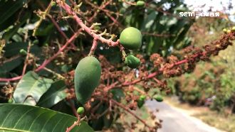 缺水苦！芒果難結果　春茶產量減3成
