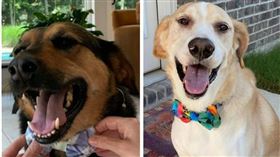 美國發展遲緩14歲少年布朗，親手製作蝴蝶領結幫助流浪貓狗，善舉獲前美國總統歐巴馬寫信讚揚。