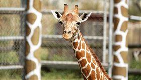 頑皮世界，頑皮世界野生動物園，頑皮世界提供