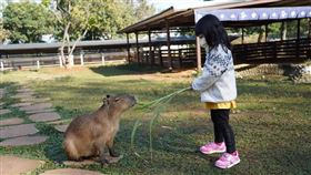 桃園埔心牧場推出「運動野餐趴」。（圖／埔心牧場提供）