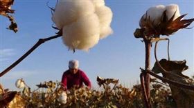 （圖／中國鄉村之聲微博）新疆,棉花,人工,採棉