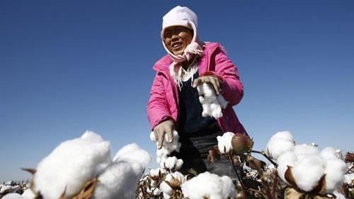 世界棉花日！新疆「血棉花」四年仍未平息