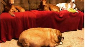 哈巴狗貝莎過重（圖／翻攝自bertha_gets_bitty ig）

