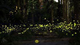 火金姑來了！文山農場2021螢火蟲季開跑賞螢125元起（圖／新北市農業局提供）