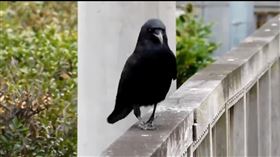 牠自信走台步掀熱議　網：烏鴉界超模
烏鴉在不少人的心中代表噩運，總是避之唯恐不及，但接下來這隻烏鴉將顛覆你的傳統印象。日前一名網友在臉書分享烏鴉在圍牆上走路的影片，婀娜多姿的步伐萌翻一票網友，更有人替牠冠上「烏鴉界超模」的封號。
https://www.facebook.com/kikyuS.House/videos/132762555446326
圖／翻攝自動物梗圖星球臉書社團