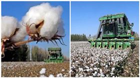 ▲新疆棉、新疆棉花、血棉花、新疆、抵制、H&M、註冊商標、紡織業。（圖／翻攝自央視、CGTN微博）