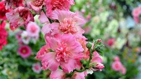 名家專用／台灣旅行趣（勿用）